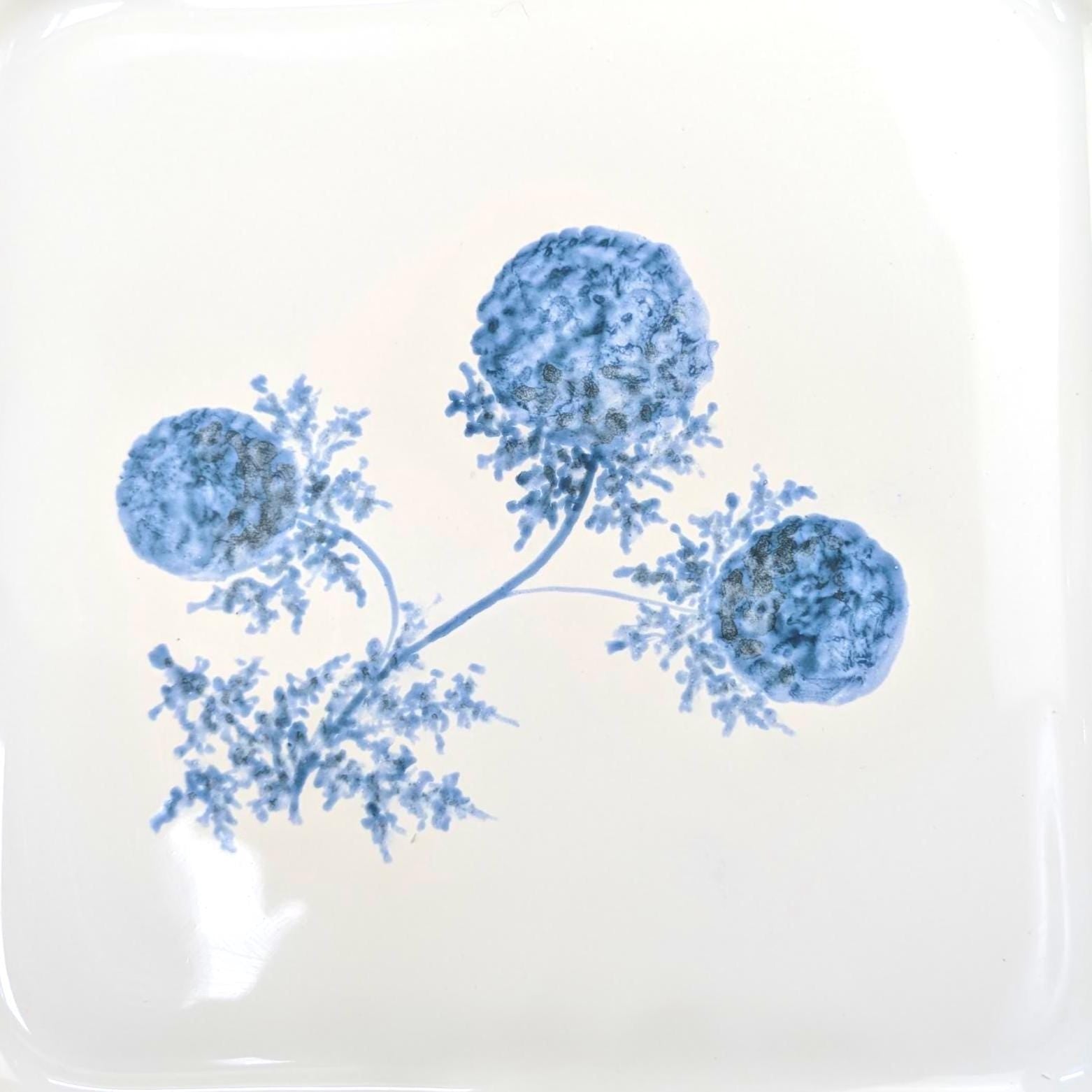 French Square Ceramic Plate, Carnac Bretagne, Blue White Allium Floral Motif, Vintage 1970s French Pottery