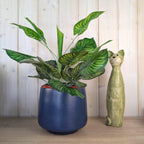Van Daalen Pottery Ceramic Planter Vase, Navy Blue Matte Glaze, Red Rim, Model B II, 1970s West German Studio Pottery